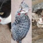 esporotricose-gatos-