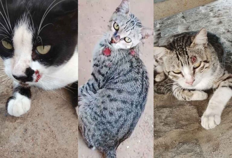 esporotricose-gatos-