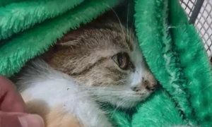 gatinha_que_foi_arremessada_de_um_predio_em_curitiba