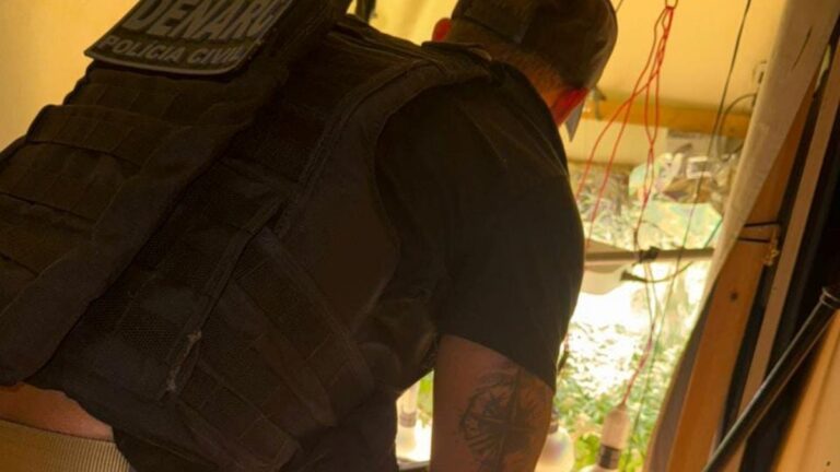 pes-de-maconha-foto-divulgaao-policia-