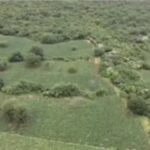 plantacao-de-maconha-foto-reproducao-