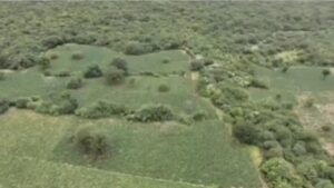 plantacao-de-maconha-foto-reproducao-