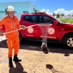 Bombeiros-resgatam-tamandua-mirim