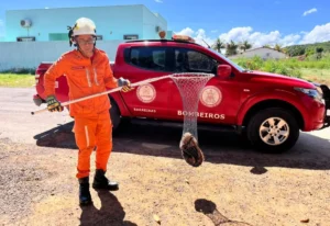 Bombeiros-resgatam-tamandua-mirim