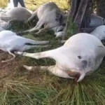 Cabecas-de-gado-morrem-em-piripa