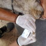 Centro-de-Controle-de-Endemias-combate-a-leishmaniose-Foto-Divulgacao-2