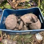 Cerca-de-100-jabutis-sao-resgatados-em-casa-abandonada-em-Conceicao-do-Jacuipe-Foto-Prefeitura-Municipal-de-Conceicao-do-Jacuipe