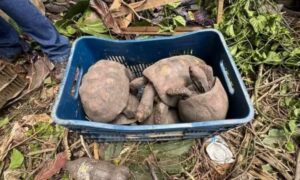 Cerca-de-100-jabutis-sao-resgatados-em-casa-abandonada-em-Conceicao-do-Jacuipe-Foto-Prefeitura-Municipal-de-Conceicao-do-Jacuipe