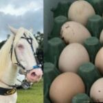 Davi-Brito-comeca-a-vender-ovos-caipiras-Fotos-Reproducao-Redes-Sociais-020326