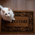 Gato-Foto-beronb-iStock