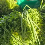 Hortalicas-Feirinha-da-Estacao-Nova-paulo-joe-acorda-cidade-