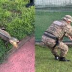 Jacare-encontrado-em-Salvador-foto-reproducao-