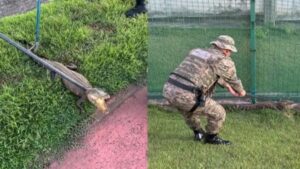 Jacare-encontrado-em-Salvador-foto-reproducao-