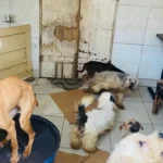 Mulher-e-notificada-por-manter-cerca-de-60-animais-em-condicoes-de-maus-tratos-em-Feira-de-Santana