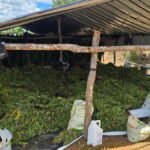 Operacao-Demeter-Foto-Reproducao-PCBA-2