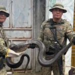 Sucuri-encontrada-em-aguas-Claras-