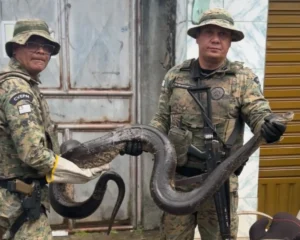 Sucuri-encontrada-em-aguas-Claras-