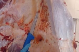 carne-estragada-foto-lay-amorim