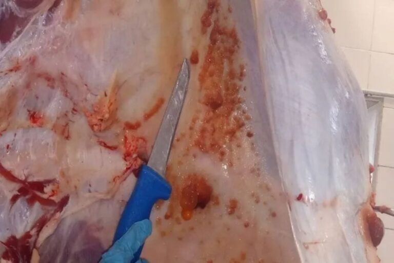 carne-estragada-foto-lay-amorim