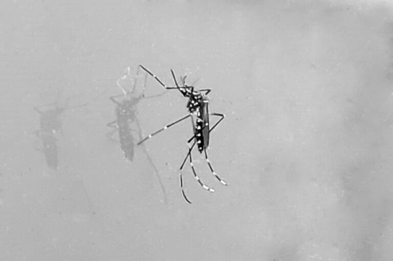 dengue