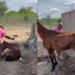 homem-rezando-cavalo-foto-reproducao-redes-sociais