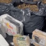 maconha-apreendida-pela-policia-civil-em-Feira-de-Santana-foto-Divulgacao-