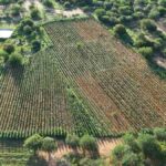 pes-de-maconha-em-campo-formoso