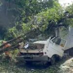 queda-de-arvore-foto-redes-sociais