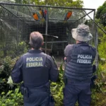 trafico-de-animais-silvestres-1-1