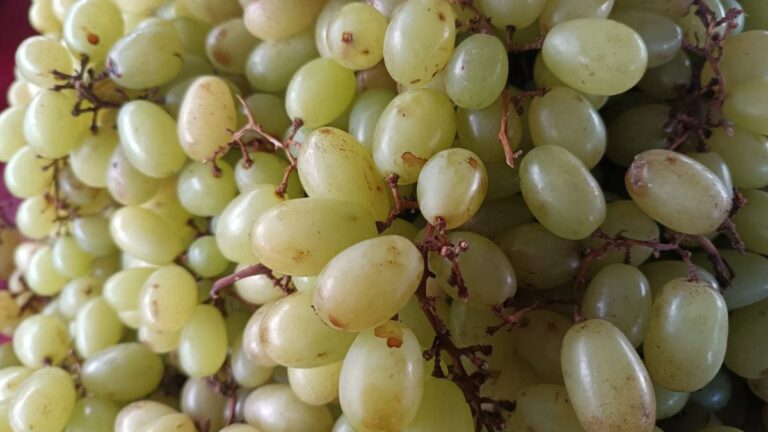 uva-verde-fruta-feirinha-da-estacao-nova-em-Feira-de-Santana-foto-Paulo-Jose-Acorda-Cidade