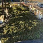 140-mil-pes-de-maconha-sao-incinerados-nas-cidades-de-Ibotirama-e-Abare-Foto-Divulgacao-Ascom-SSP