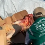 2369-mais-de-uma-tonelada-de-carne-apreendida-em-candiba-e-palmas-de-monte-alto