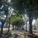 Arvores-arborismo-canteiro-da-getulio-vargas-ft-Ney-silva-do-acorda-cidade