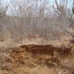Caatinga-Foto-Reproducao-Embrapa