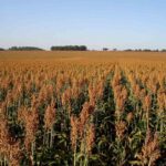 Milho-Foto-Divulgacao