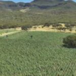 Operacao-Raizes-Ocultas-300-mil-pes-de-maconha-sao-erradicados-em-Ibitiara-Foto-Reproducao-PCBA-2