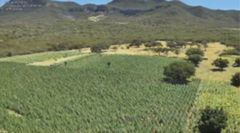 Operacao-Raizes-Ocultas-300-mil-pes-de-maconha-sao-erradicados-em-Ibitiara-Foto-Reproducao-PCBA-2