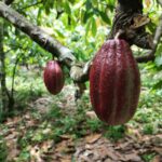 Plantacao-de-cacau-Foto-iStock