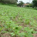 Plantio-de-milho-e-feijao-Foto-Washington-Nery-Arquivo-1-1