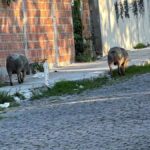 Porcos-na-Rua-Miranda-no-bairro-Mangabeira