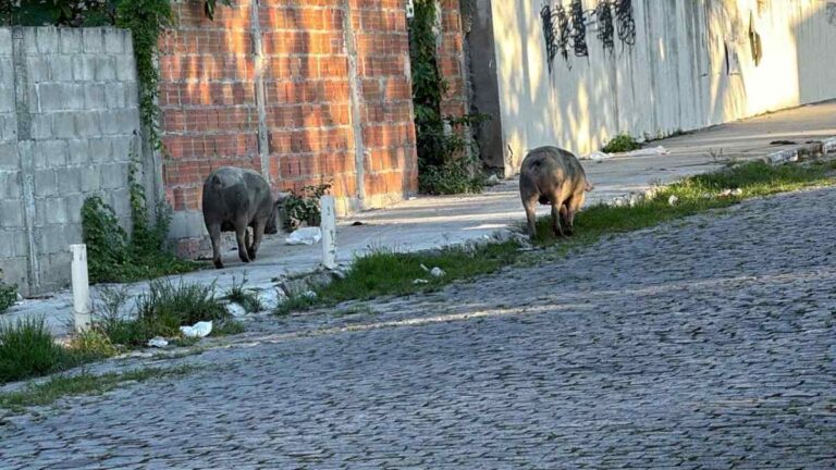Porcos-na-Rua-Miranda-no-bairro-Mangabeira
