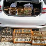 Resgate-de-aves-silvestres-em-Antonio-Cardoso