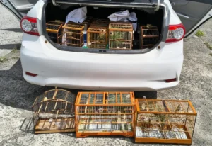 Resgate-de-aves-silvestres-em-Antonio-Cardoso