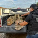 apreensao-de-aves-1-1