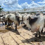 arrobadoboi_divulgacao-1