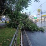 arvore-caida-na-av-getulio-vargas