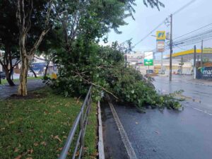 arvore-caida-na-av-getulio-vargas