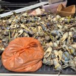 caranguejos-apreensao-em-Valenca-Bahia-foto-divulgacao-