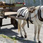 carrocas-feira-de-santana-Foto-Abnner-Kaique-edited