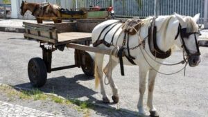 carrocas-feira-de-santana-Foto-Abnner-Kaique-edited